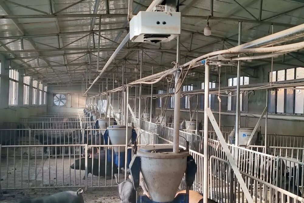 新华社调查：猪肉价格为何持续下跌？